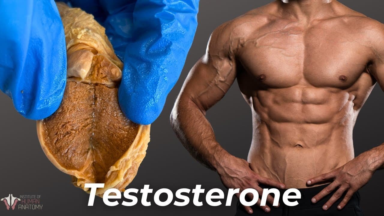 Does Testosterone Increase Size Understanding How It Affects